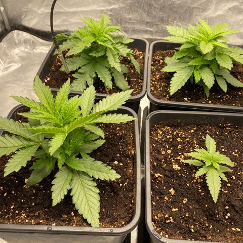 Vanilla Kush growlog timeline photo