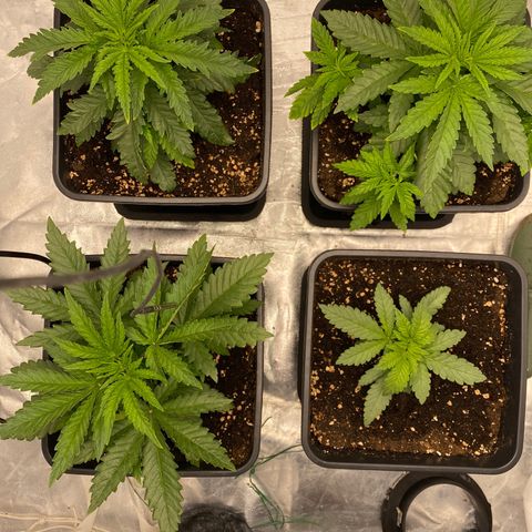 Vanilla Kush growlog photo: segni gialli