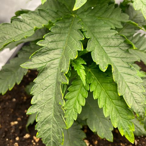 Vanilla Kush growlog photo: segni gialli