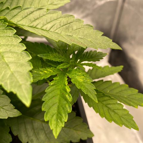 Vanilla Kush growlog photo: segni gialli