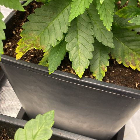 Vanilla Kush growlog photo: Overfert? Potrebbe infatti, tieni d'occhio, se peggiora dopo lo sciacquo è una carenza, nel caso di magnesio, se migliora era un accumulo