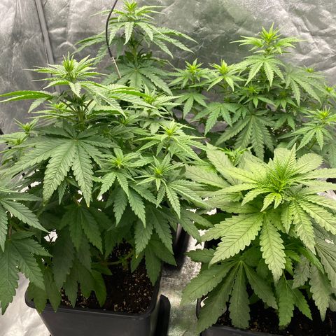 Vanilla Kush growlog timeline photo