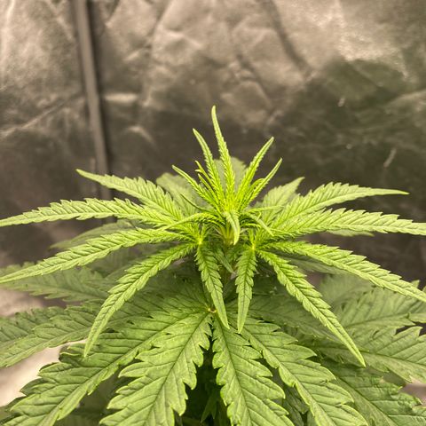Vanilla Kush growlog timeline photo