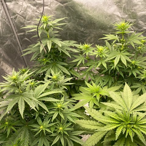 Vanilla Kush growlog timeline photo
