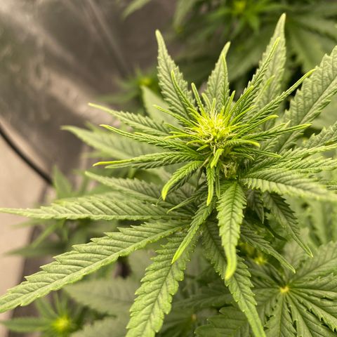 Vanilla Kush growlog timeline photo