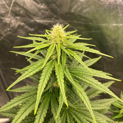 Vanilla Kush growlog timeline photo