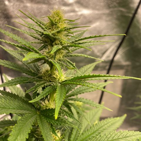 Vanilla Kush growlog timeline photo