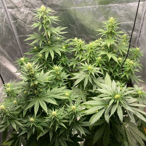 Vanilla Kush growlog timeline photo