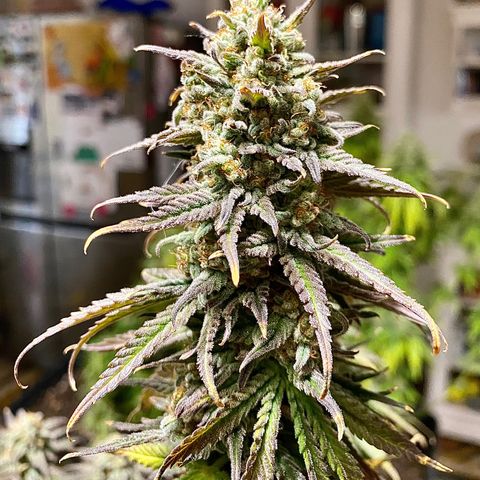 Vanilla Kush growlog photo: Raccolto