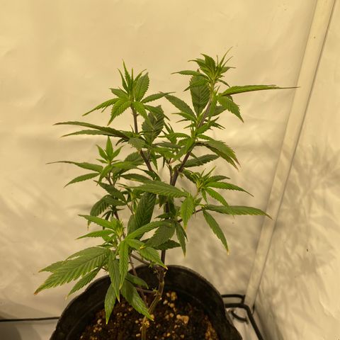Wifi Cookies / Sublimator Seb.  growlog timeline photo