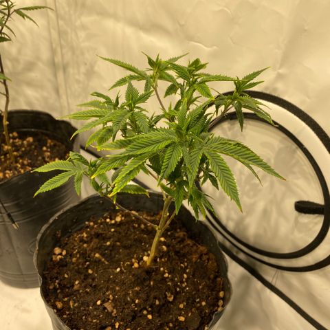 Wifi Cookies / Sublimator Seb.  growlog timeline photo