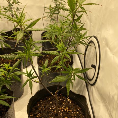Wifi Cookies / Sublimator Seb.  growlog timeline photo