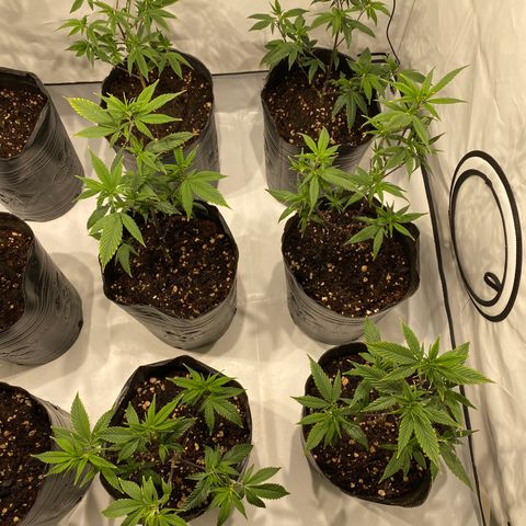 Wifi Cookies / Sublimator Seb.  growlog timeline photo