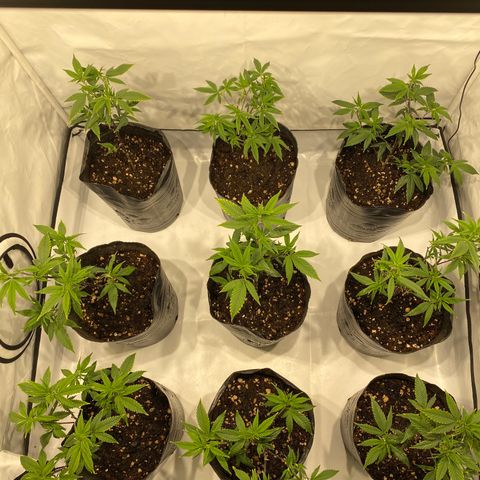 Wifi Cookies / Sublimator Seb.  growlog timeline photo