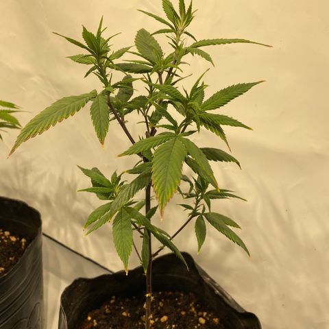 Wifi Cookies / Sublimator Seb.  growlog timeline photo