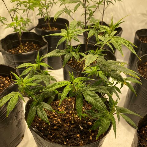 Wifi Cookies / Sublimator Seb.  growlog timeline photo