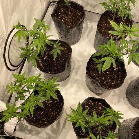 Wifi Cookies / Sublimator Seb.  growlog timeline photo