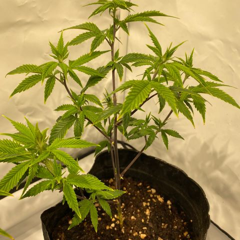 Wifi Cookies / Sublimator Seb.  growlog timeline photo