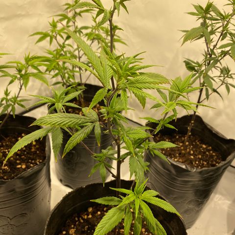 Wifi Cookies / Sublimator Seb.  growlog timeline photo