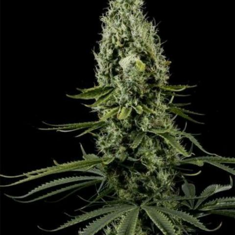 Arjan's Haze #3 growlog timeline photo