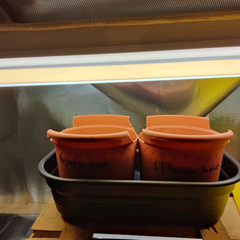 Arjan's Haze #3 growlog timeline photo