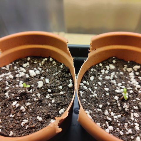 Arjan's Haze #3 growlog timeline photo