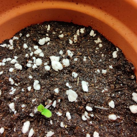 Super Lemon Haze growlog timeline photo
