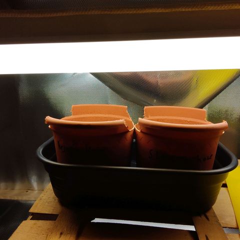 Super Lemon Haze growlog timeline photo