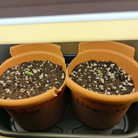 Arjan's Haze #3 growlog photo: Day 4