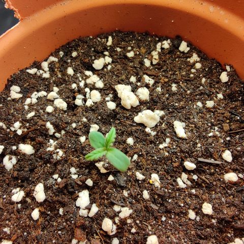 Super Lemon Haze growlog photo: Day 5