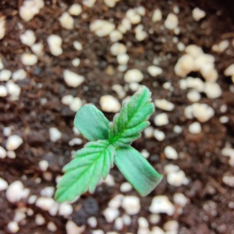 Super Lemon Haze growlog timeline photo