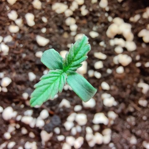 Super Lemon Haze growlog timeline photo