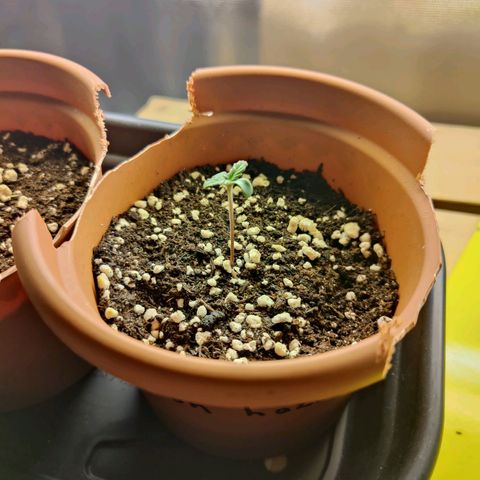 Super Lemon Haze growlog timeline photo