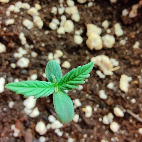Arjan's Haze #3 growlog photo: Day 4 after sprout