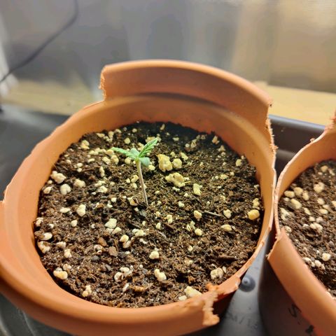 Arjan's Haze #3 growlog photo: Day 4 after sprout