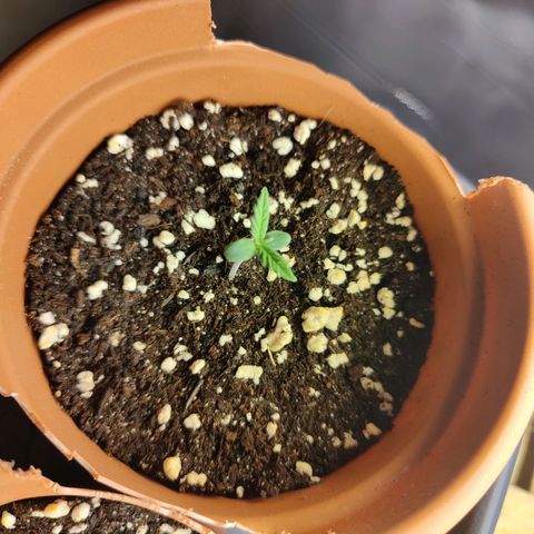 Arjan's Haze #3 growlog photo: Day 4 after sprout