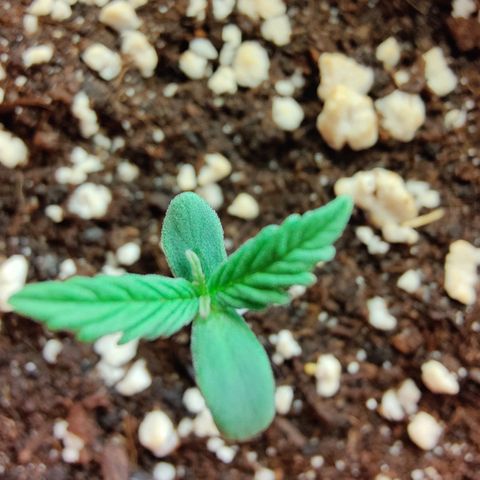Arjan's Haze #3 growlog photo: Day 4 after sprout