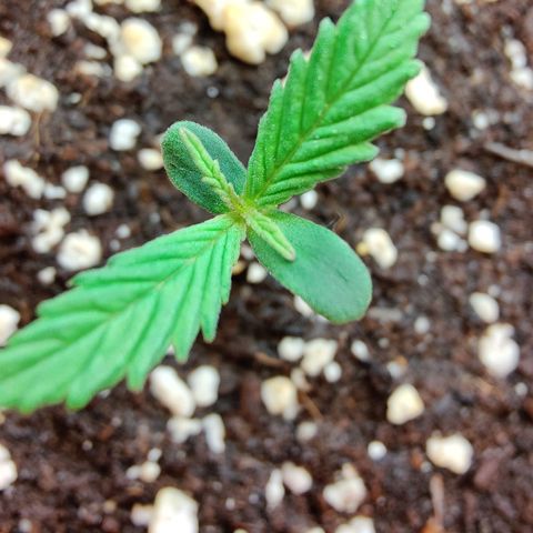 Arjan's Haze #3 growlog photo: Leaves grew bigger after 10hrs of feeding.. Just a drop of biovega with 500ml water