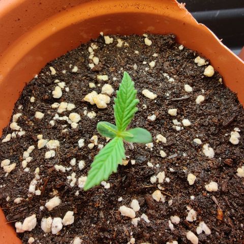 Arjan's Haze #3 growlog photo: Leaves grew bigger after 10hrs of feeding.. Just a drop of biovega with 500ml water