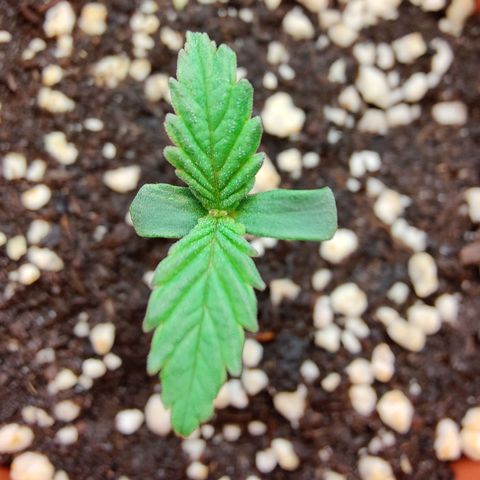 Super Lemon Haze growlog photo: Leaves grew bigger after 10hrs of feeding.. Just a drop of biovega with 500ml water