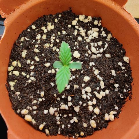 Super Lemon Haze growlog photo: Leaves grew bigger after 10hrs of feeding.. Just a drop of biovega with 500ml water