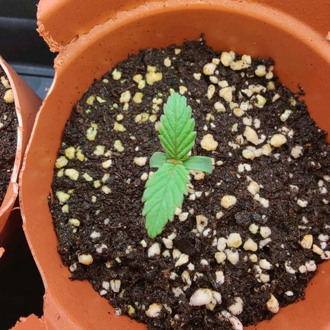 Super Lemon Haze growlog photo: Day 7 from sprouting