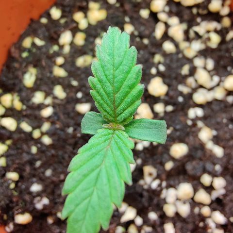 Super Lemon Haze growlog photo: Day 7 from sprouting