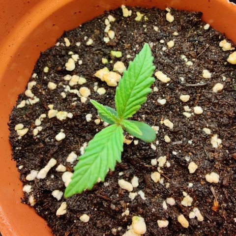 Arjan's Haze #3 growlog photo: Day 7 from sprouting