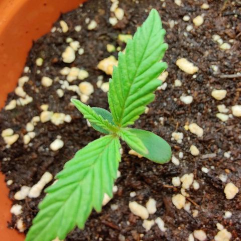 Arjan's Haze #3 growlog photo: Day 7 from sprouting