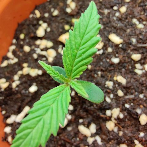 Arjan's Haze #3 growlog photo: Day 7 from sprouting