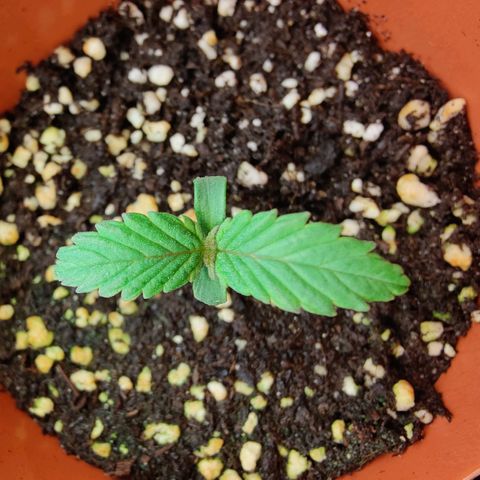 Super Lemon Haze growlog photo: Day 7 week 1