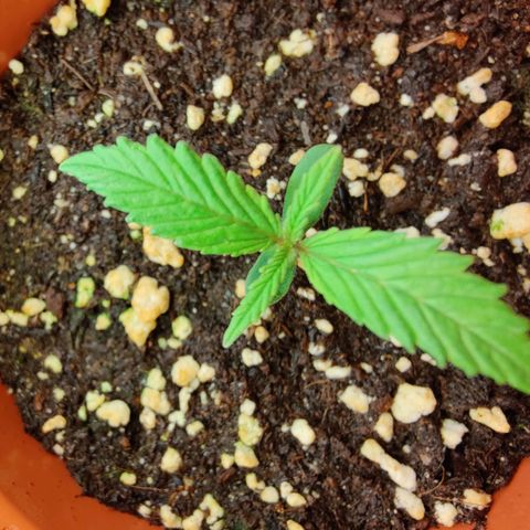 Arjan's Haze #3 growlog photo: Day 7 week 1
