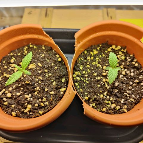Arjan's Haze #3 growlog photo: Day 7 week 1