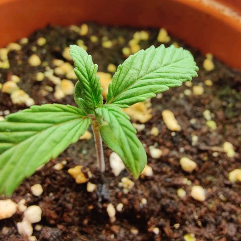 Arjan's Haze #3 growlog photo: Day 8